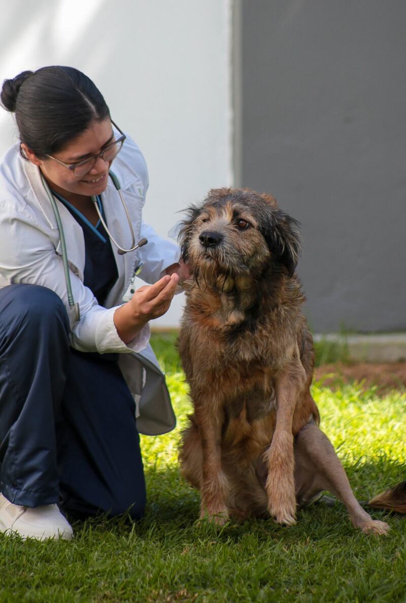 Perrita Barbitas se recupera de balazos que le dieron en Toluca