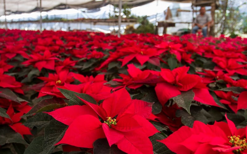 Cuidados de la Nochebuena. Foto | Cuartoscuro