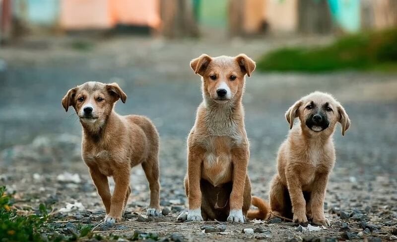 Maltrataban a los perritos. Hay detenidos por este caso.