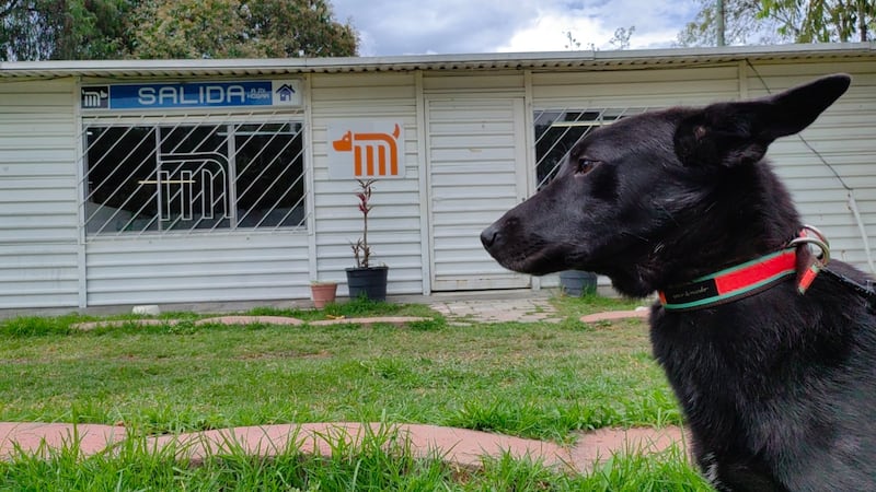 Centro de Transferencia Canina Metro