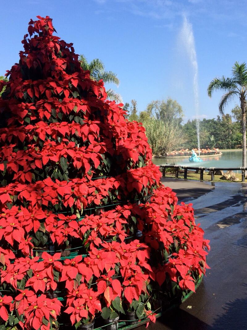 El parque hace actividades especiales para la Navidad y Año Nuevo.