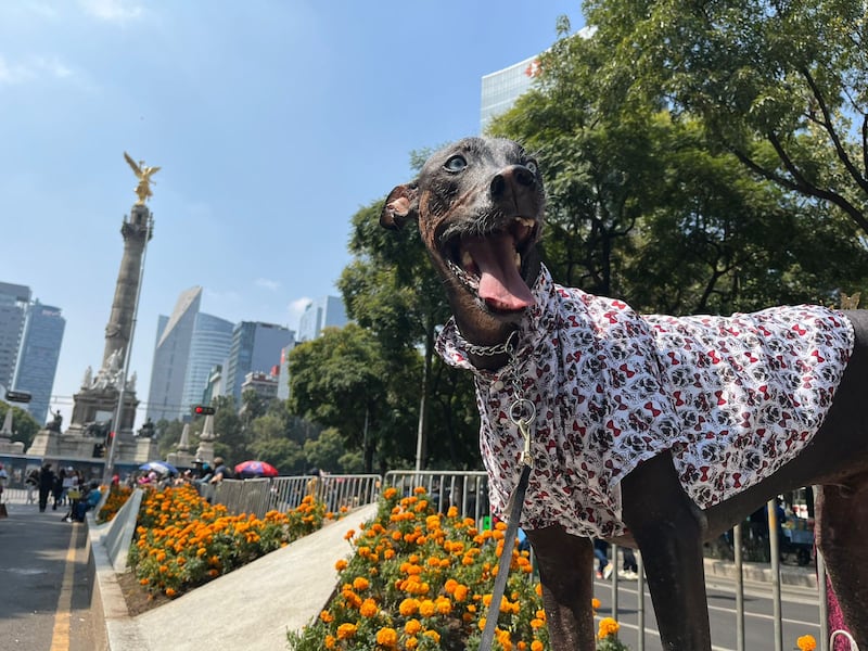 Desfile de Día De Muertos de la CDMX