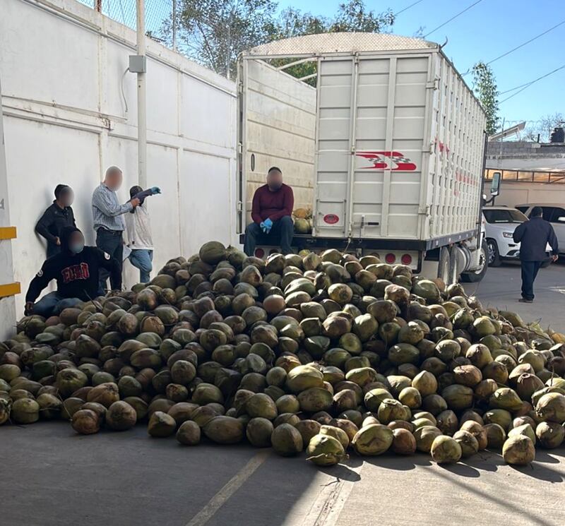 Cargamento de fentanilo transportado y oculto en cocos