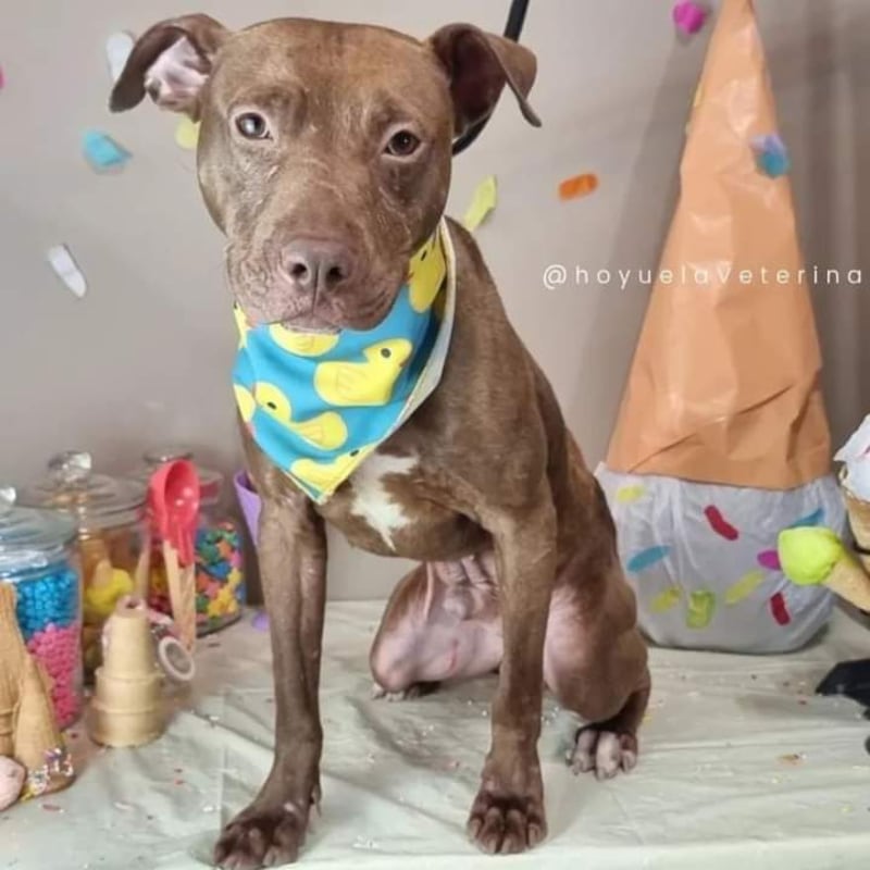 Canelo tuvo un final feliz al ser adoptado por una familia de Nuevo León.