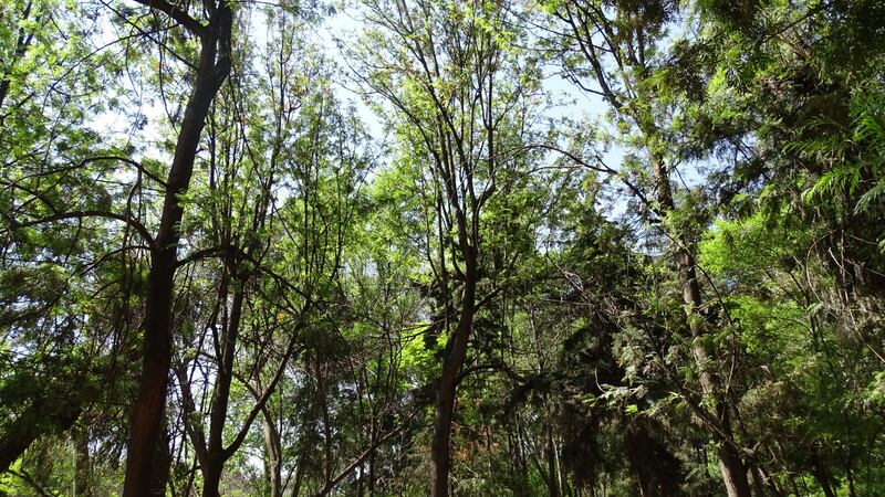 Bosque de Nativitas.