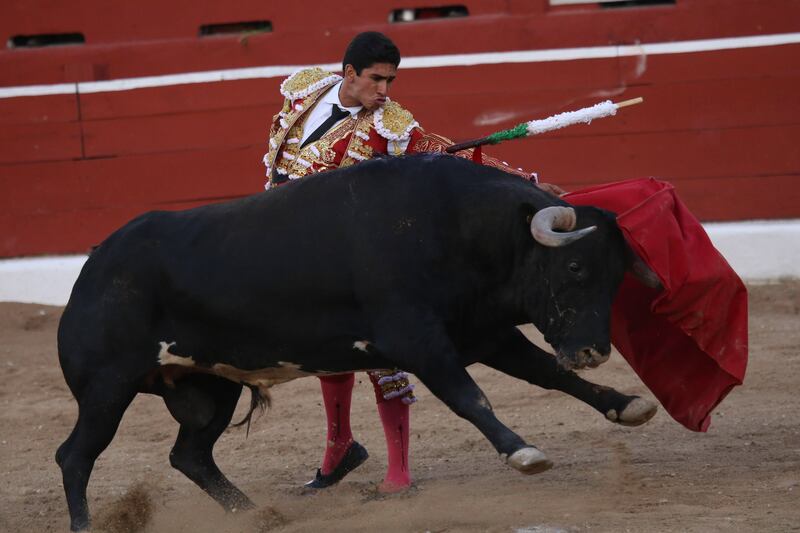 Reviven discusión para prohibición de corridas de toros en Guanajuato.