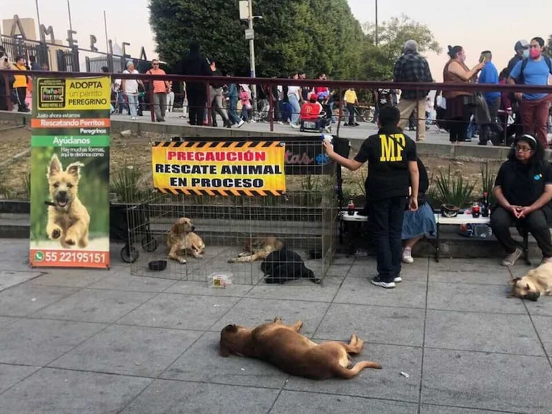 Perros abandonados de la Villa