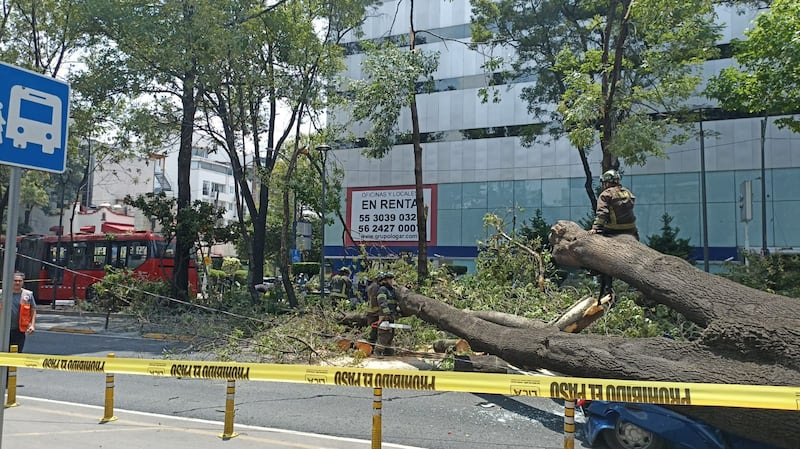 Árbol cae sobre vehículo en estación Nápoles del Metrobús