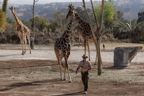Jirafa tomó a la bebé de una familia en un safari en Texas
