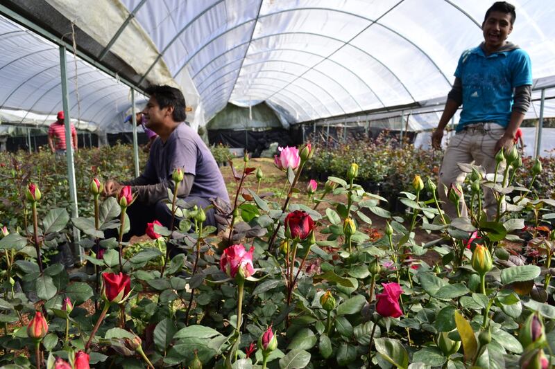 Productores de Xochimilco (Nicolás Corte).