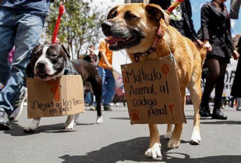 Se propone ley para regular los criaderos de mascotas para combatir el maltrato animal.