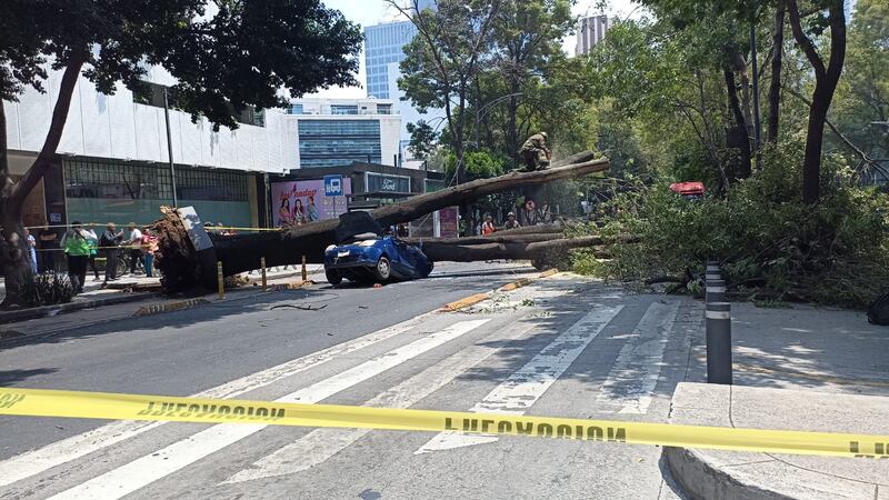 Árbol cae sobre vehículo en estación Nápoles del Metrobús