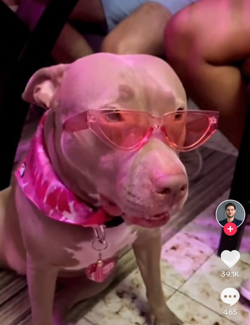 El perrito de la casa también celebró al estilo Barbie y Ken.