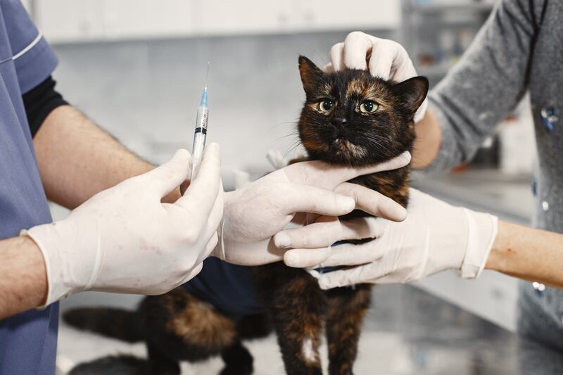 Gato sendo vacinado no veterinário