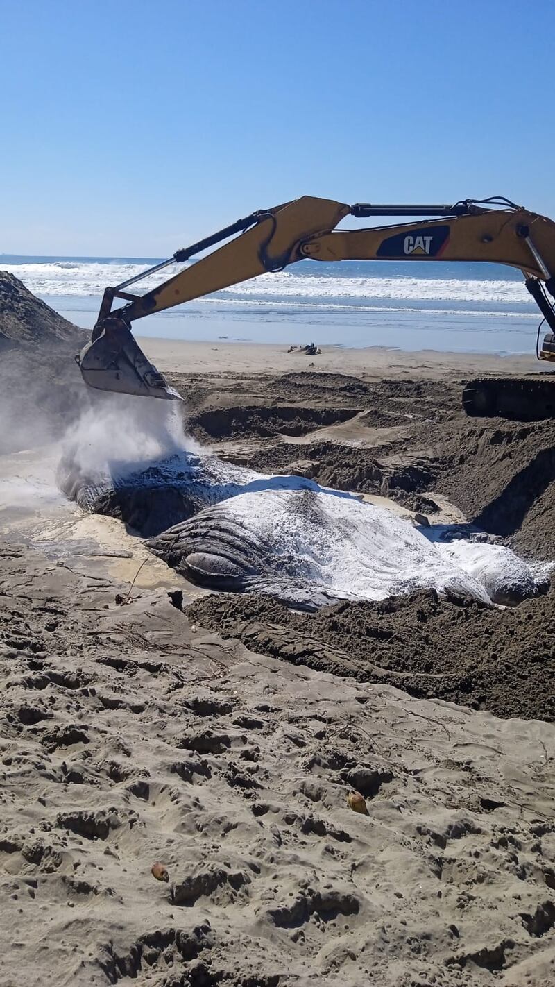 Polémico entierro de una ballena en las playas de Acapulco ¿era buena solución?