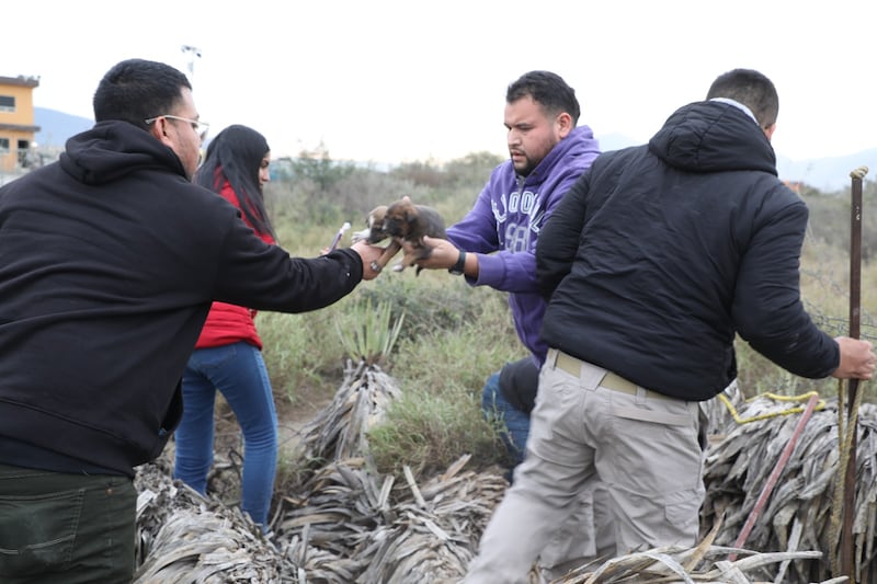 En el lugar se encontraron a 21 cachorros de poco más de un mes y una can adulta junto a dos recién nacidos.