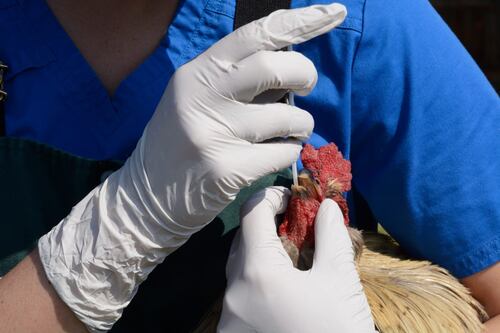 Gripe aviar: Nuevo León está en alerta, pero no en emergencia