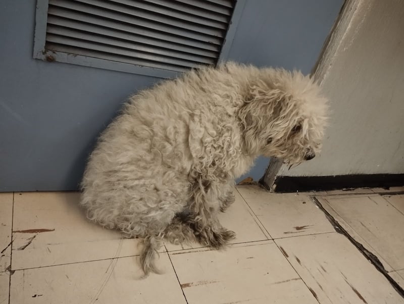 Rescate de perrito en estación Oceanía de la Línea B del Metro