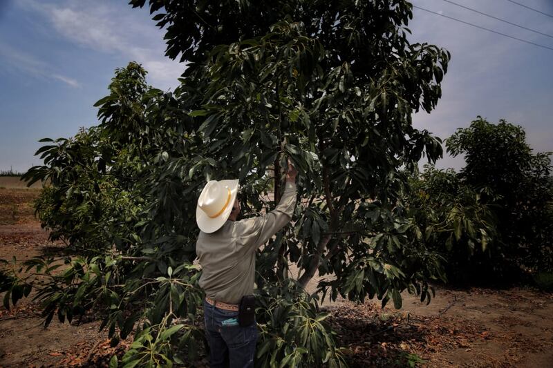 La apertura de la frontera de Estados Unidos al aguacate de Jalisco obligará a productores y autoridades a vigilar que se controle la producción, sin la deforestación de zonas boscosas y la sobreexplotación de mantos acuíferos.