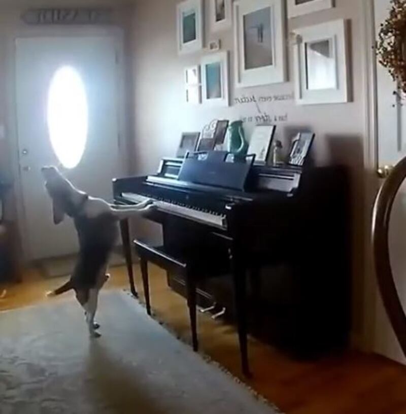 El video del perro pianista que es viral en Twitter