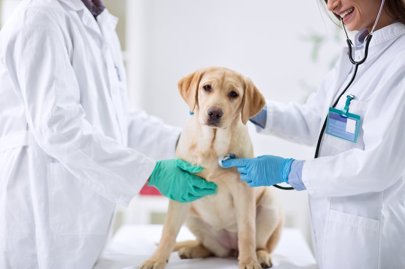 Cómo ciudar a tu mascota