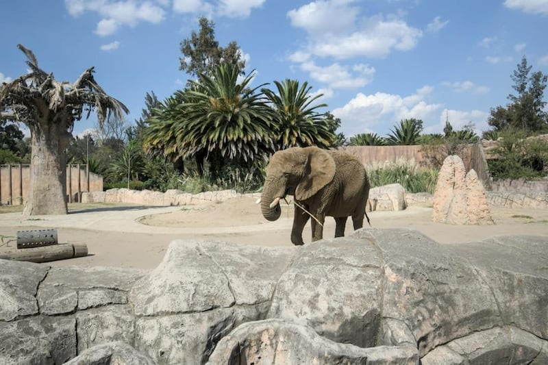 Zoológico San Juan de Aragón CDMX