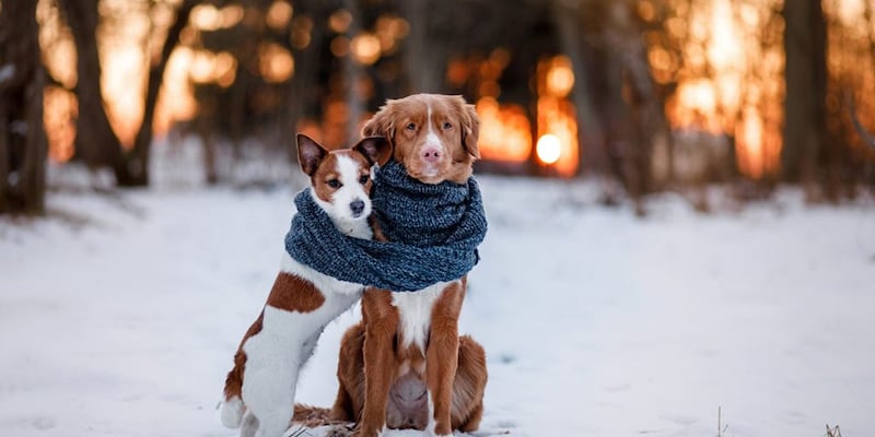 perros durante el invierno