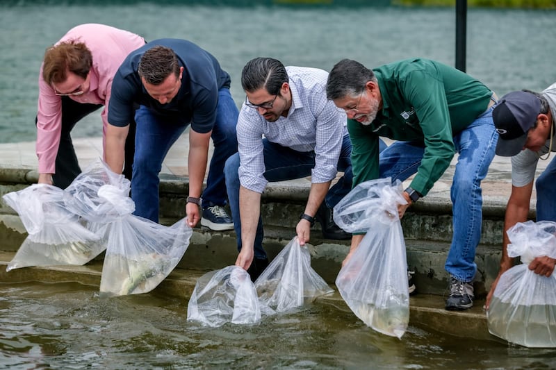 El edil de Santiago y funcionarios municipales liberaron los primeros especímenes desde el malecón de la presa.