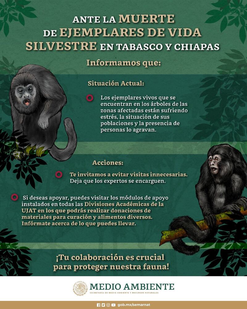 ¿Qué han hecho para investigar muertes de monos en Tabasco y Chiapas?