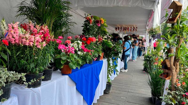 Festival de Orquídeas CDMX