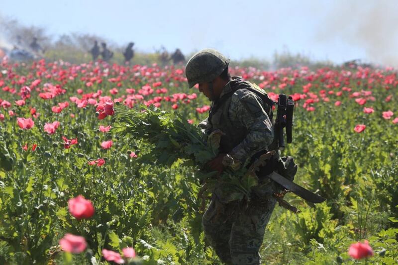 Amapola Sedena y Guardia Nacional destruyen sembradío 6.5 hectáreas