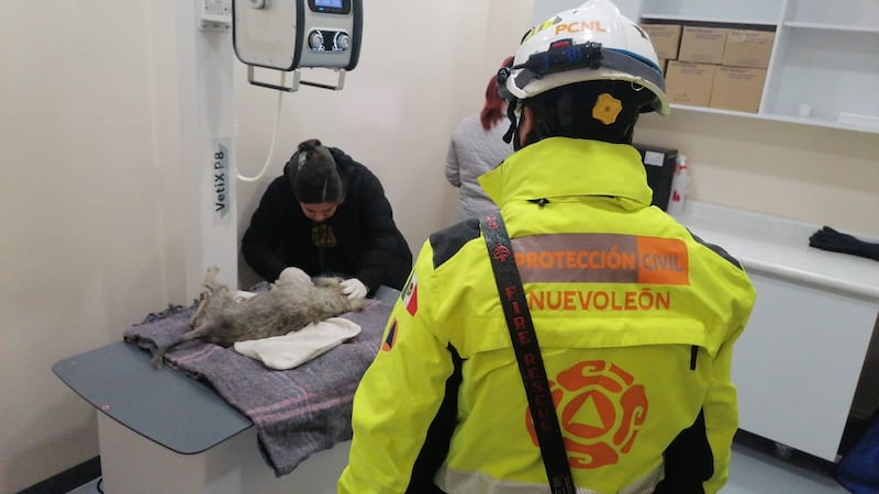 Los elementos de PC cubrieron al animal y lo pusieron en manos de veterinarios.