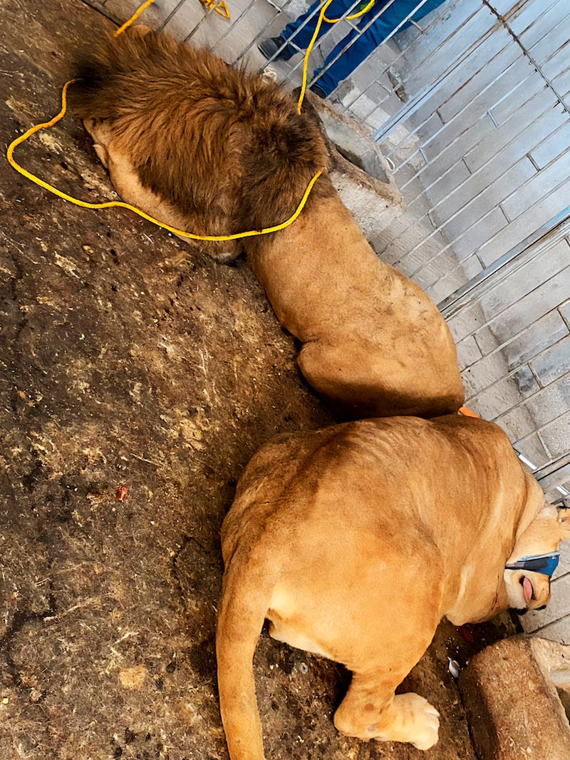 Leones son rescatados de vivienda en Puebla y llevados a zoológico