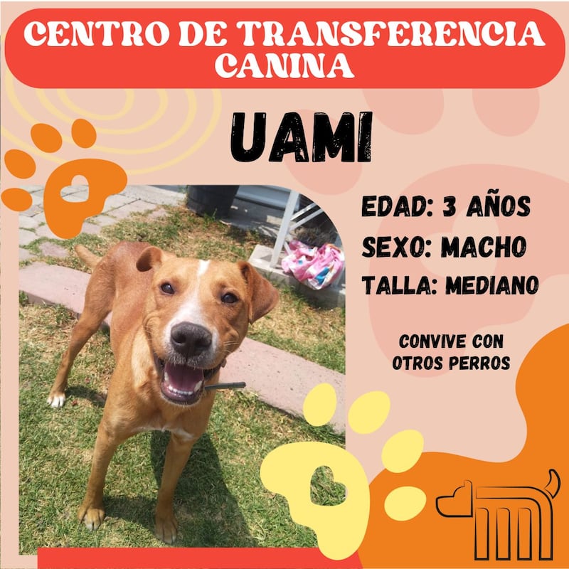 UAMI, perrito en adopción