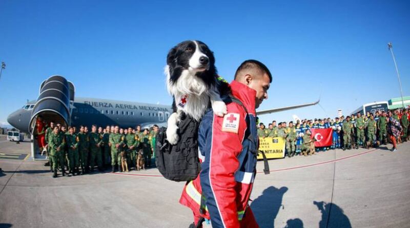 16 binomios caninos viajaron al país para salvar vidas. (Gobierno de México)