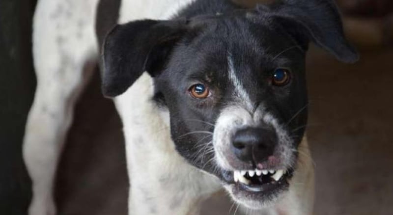 Perro enojado y rabioso