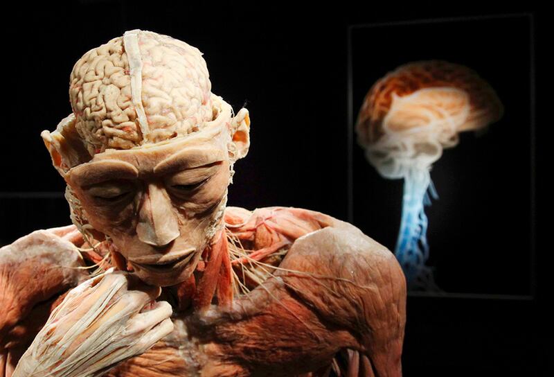 cuerpos humanos reales