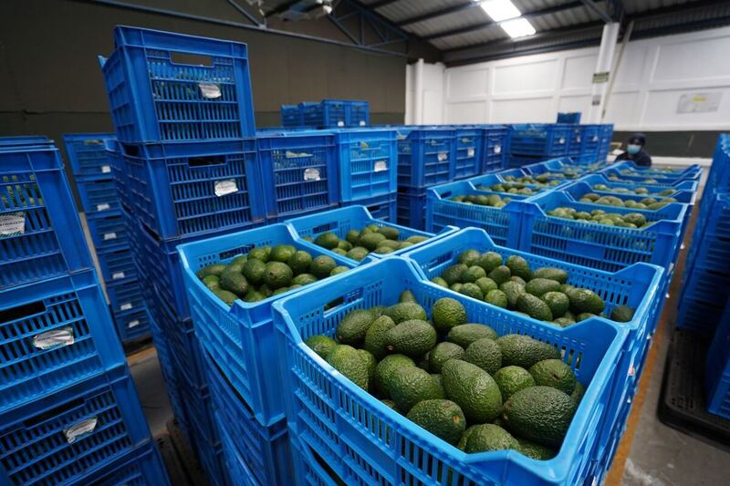 Llegan las primeras toneladas de aguacate para el SB