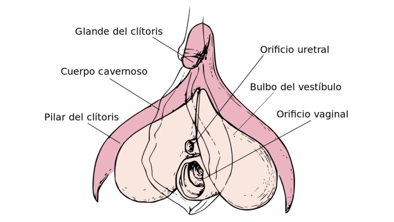 Esquema del clítoris en boomerang.