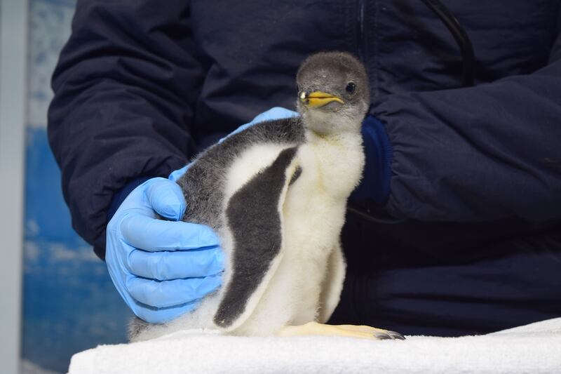 La familia del Acuario Inbursa sigue creciendo, ahora con el nacimiento, en noviembre pasado, de dos pingüinos más de la especie Gentoo.