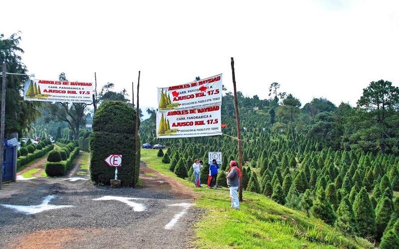 Árboles de Navidad El Ajusco