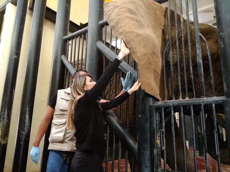 Elefanta Ely: Sedema se opone a traslado a santuario en Brasil