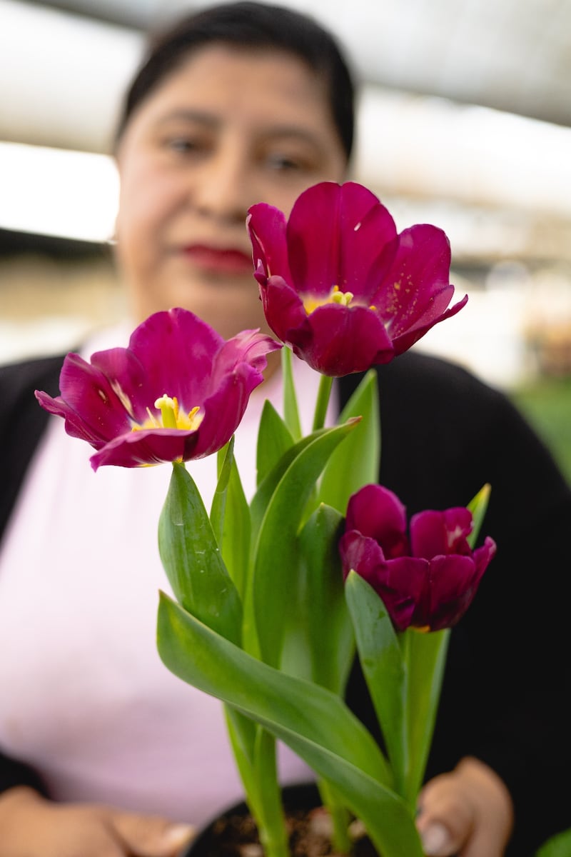 Tulipán flor
