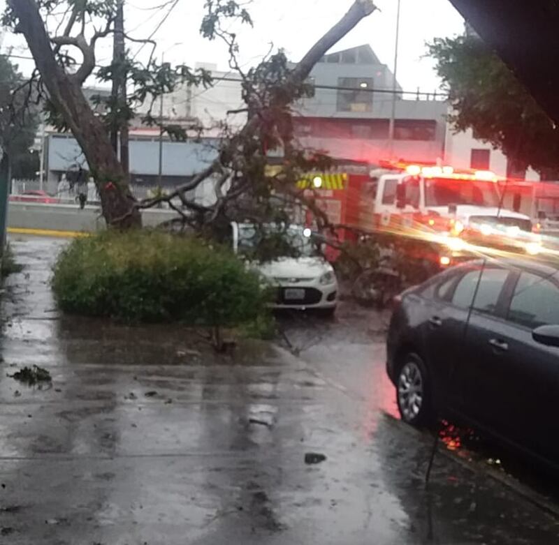 Se reportan de momento dos árboles caídos en la zona del fraccionamiento Monraz.