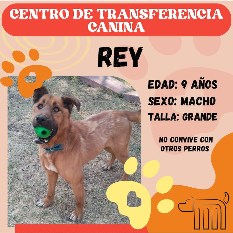 Rey, perro en adopción