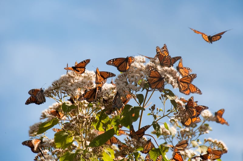 La mariposa monarca reposa en la vegetación del río antes de seguir su viaje.