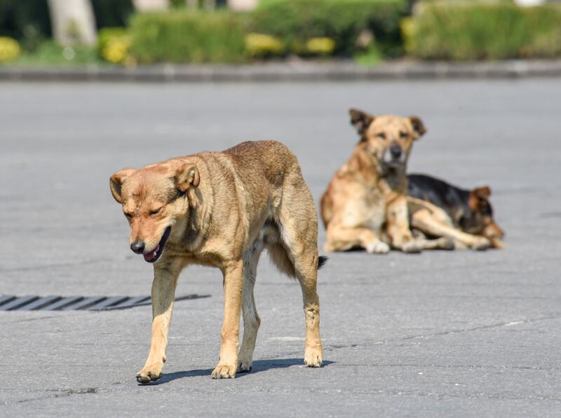 ¿Cuáles son las sanciones por maltrato animal en el Estado de México?