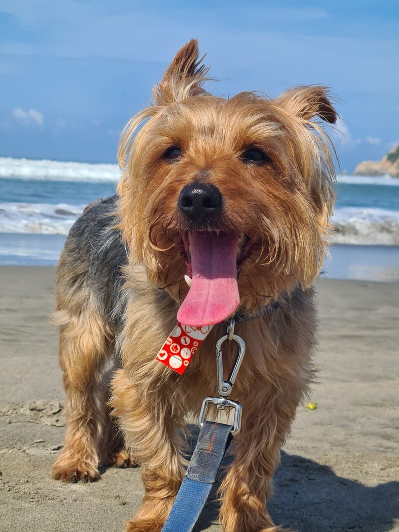 Consiente a tu mejor amigo en la playa con un auténtico hotel dog-friendly