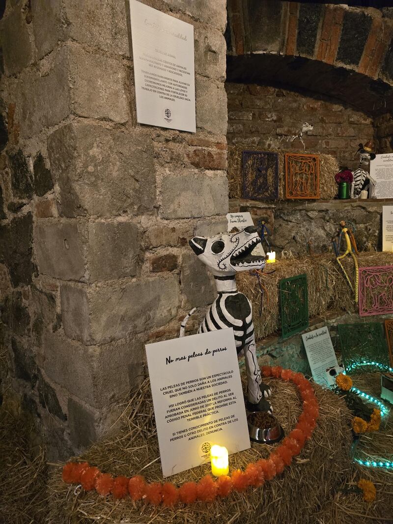 Ofrenda de mascotas por HSI México