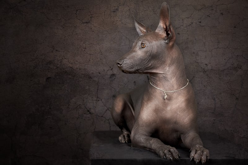 Xoloitzcuintle